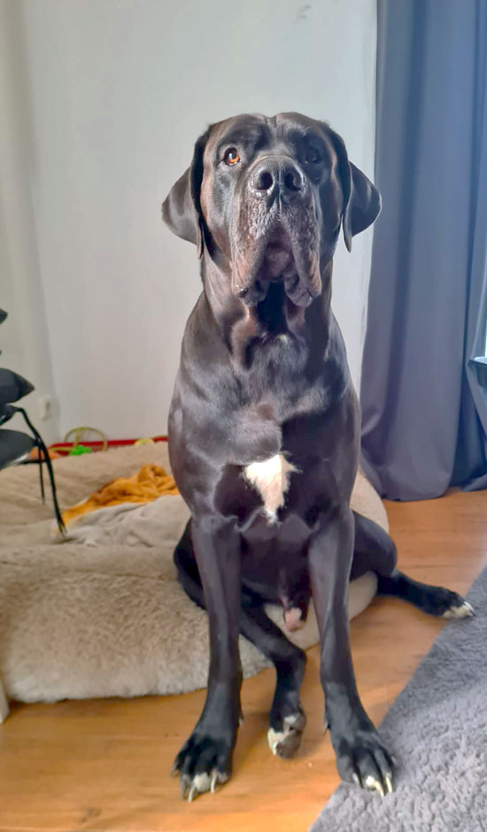 Dogge 1 550