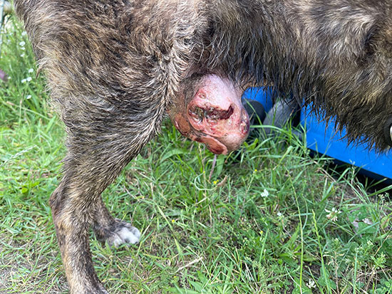 Hund Tumor 1 550