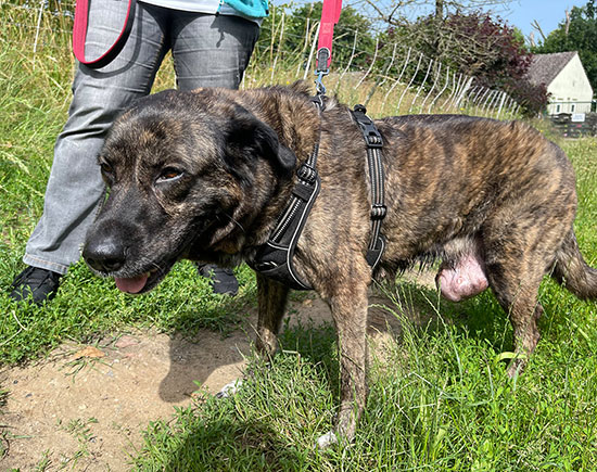 Hund Tumor 2 550