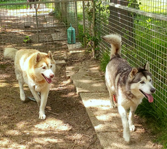Husky 2 550