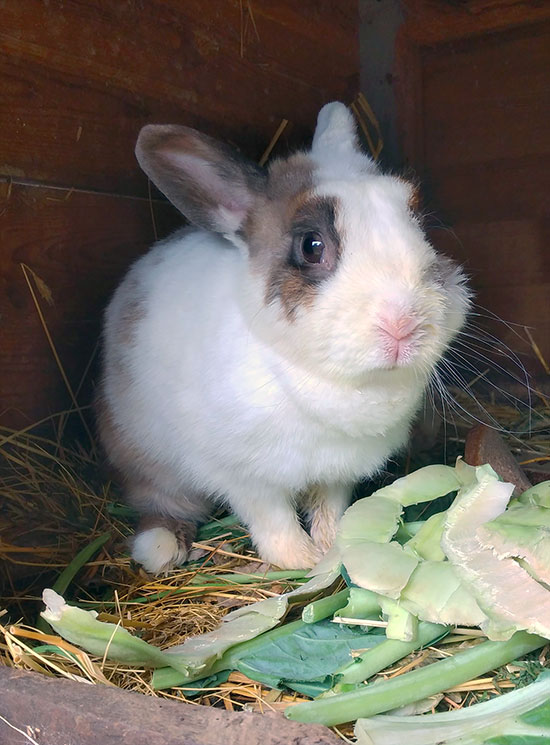 Kaninchen 1 550