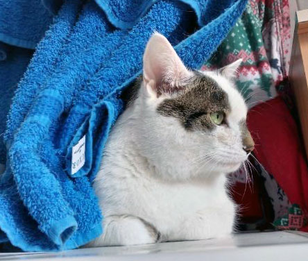 Katze Greta 10 444 2