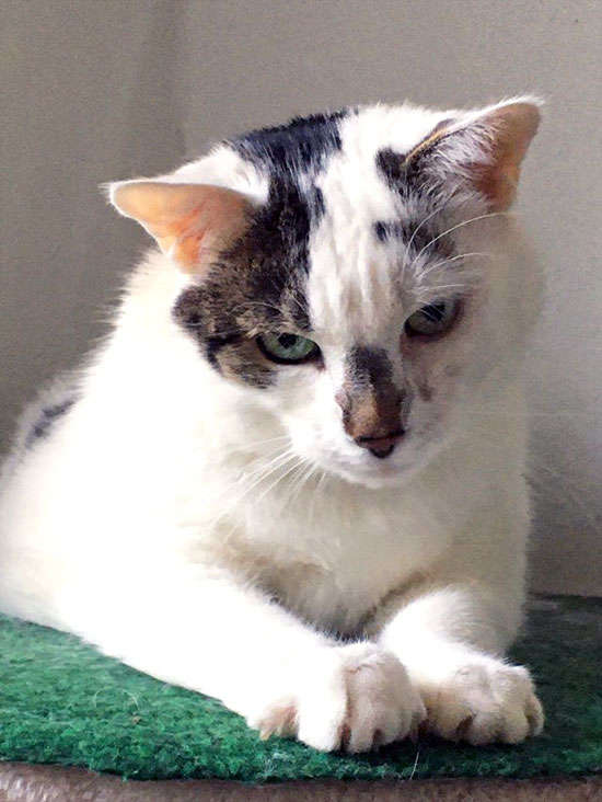 Katze Greta 10 550 3