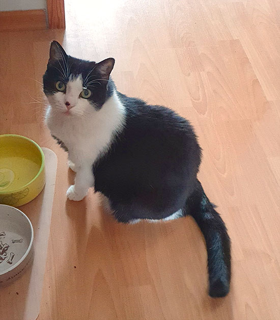 Katze Puppi 10 550