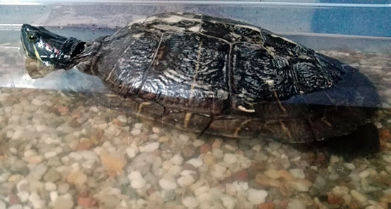 Schildkrte 2 550