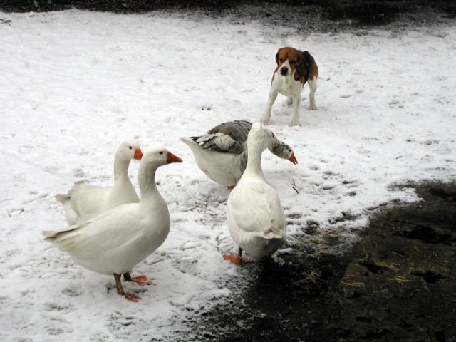 Gänse & Bouncer