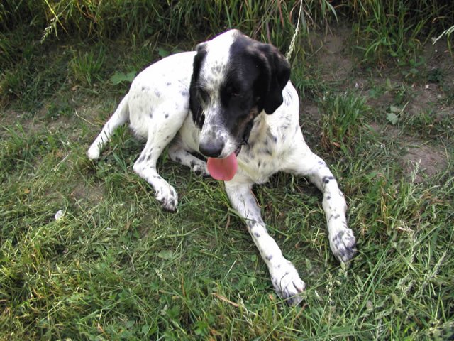 otto